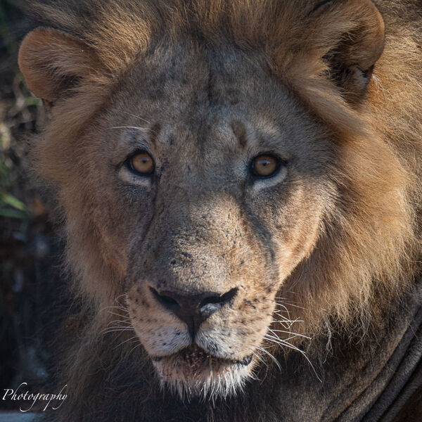 Male Lion