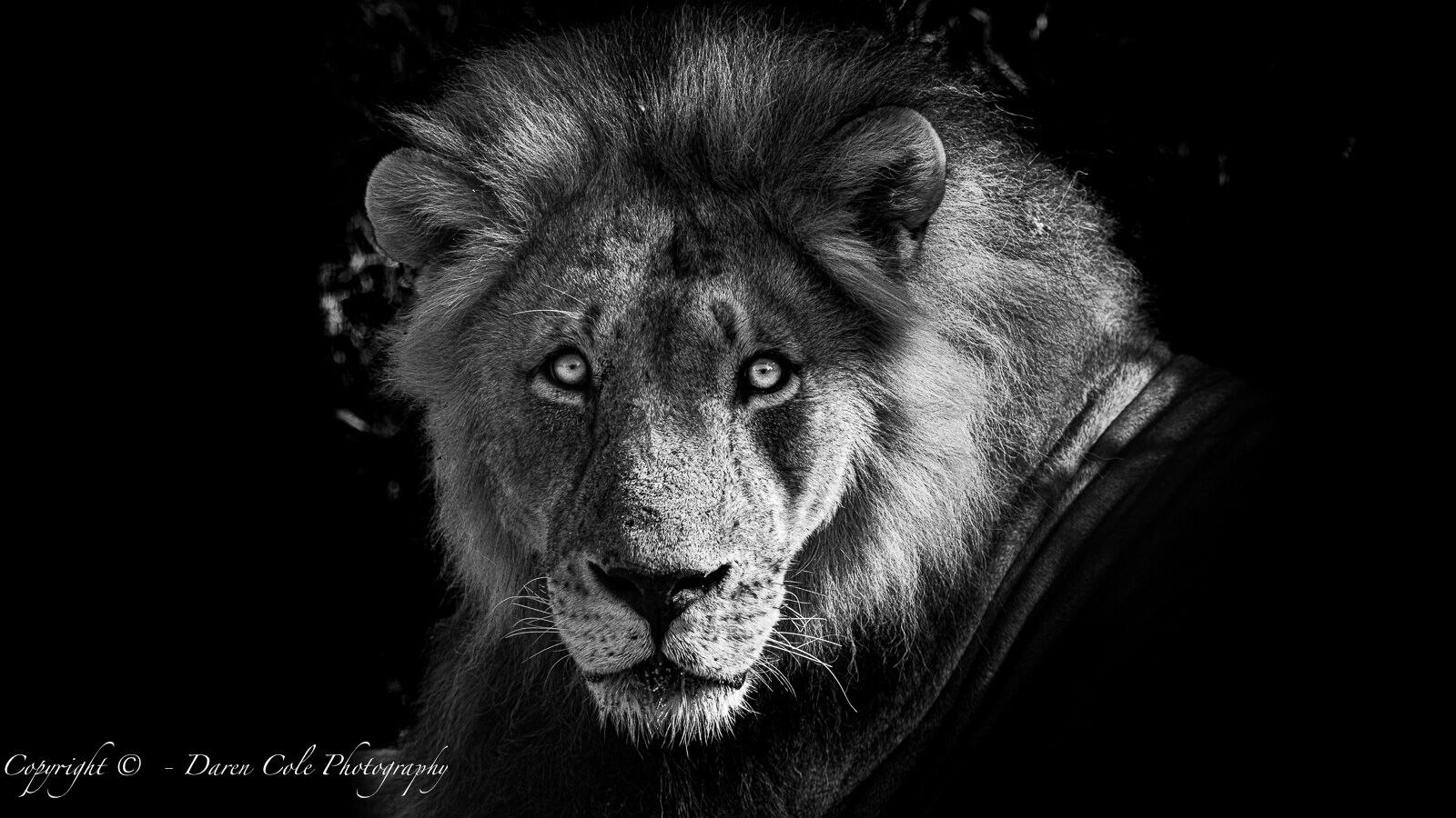 Male Lion