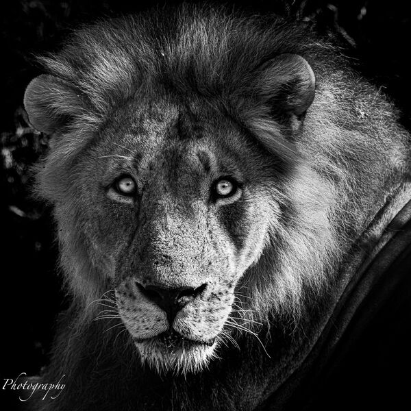 Male Lion