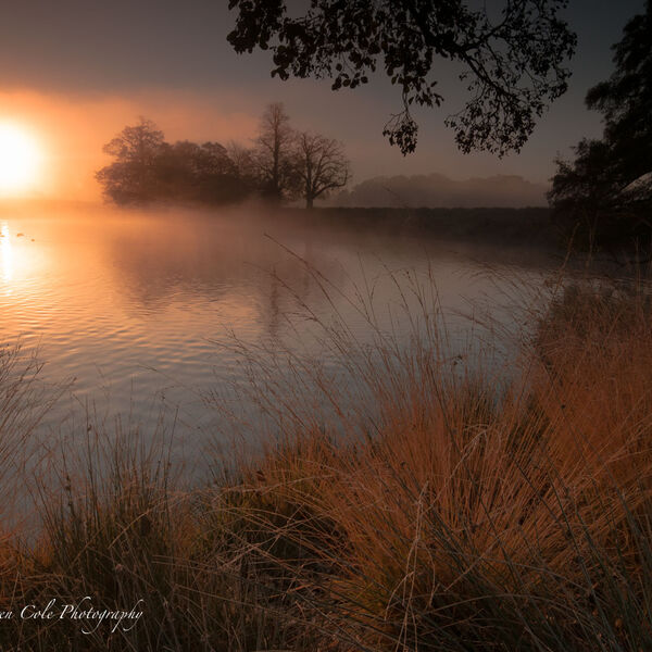 Early Morning Pond Mist Sunrise