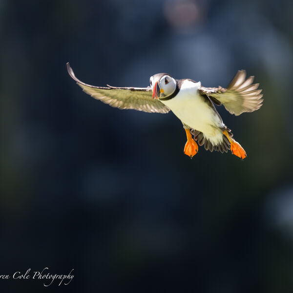 Puffin In Flight - coming in to land
