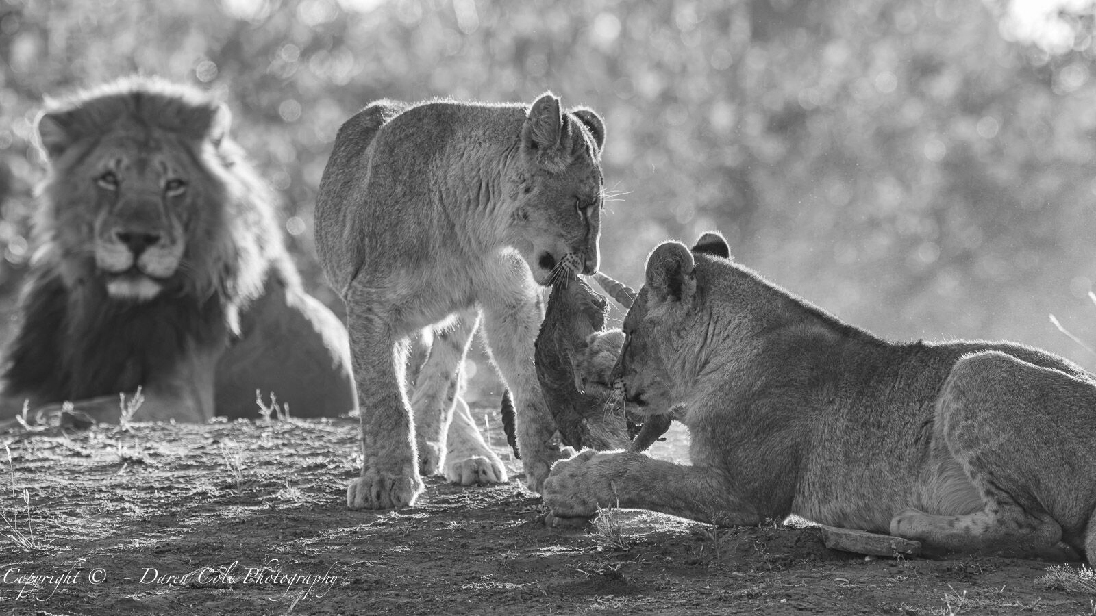 Lion watching over 2 young males on an Antelope kill