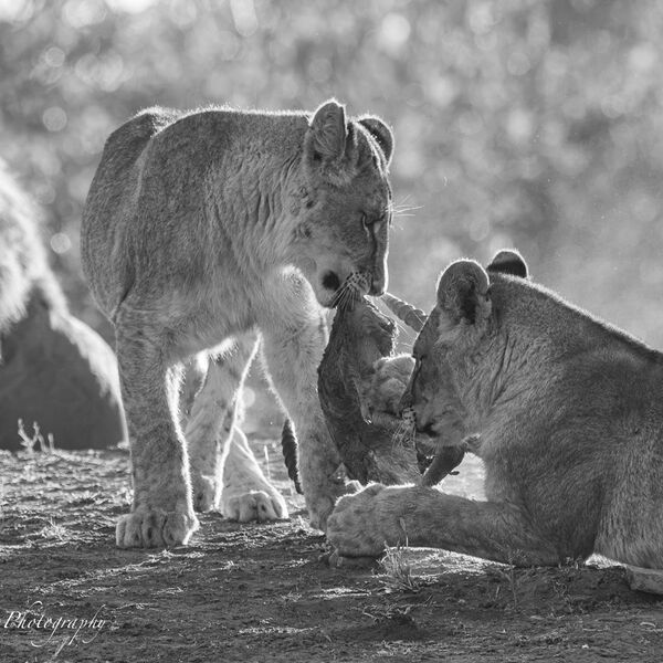 Lion watching over 2 young males on an Antelope kill