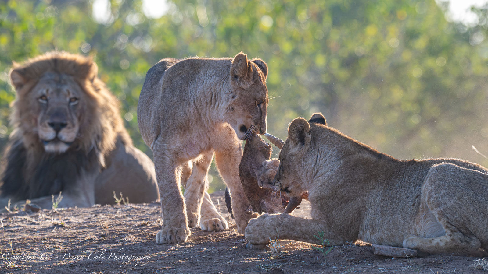 Lion watching over 2 young males on an Antelope kill