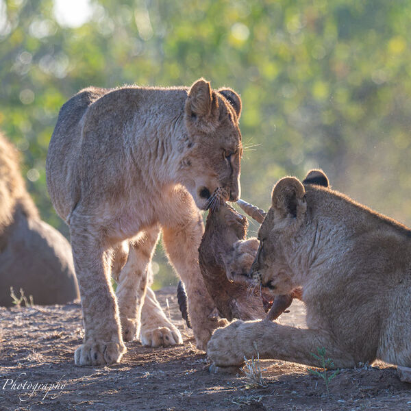Lion watching over 2 young males on an Antelope kill