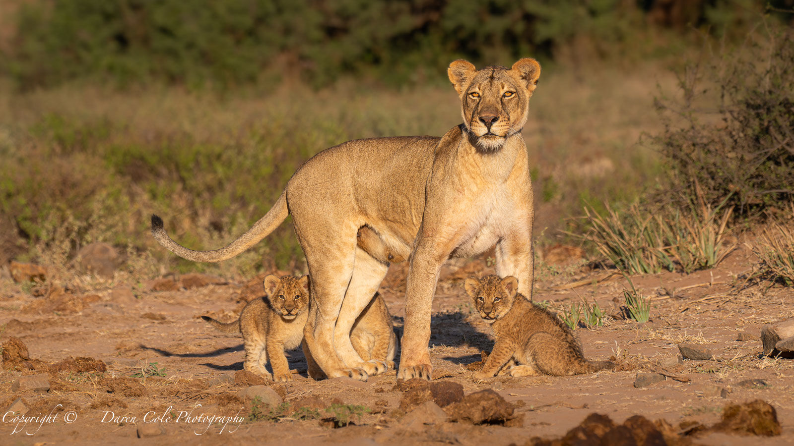 Lioness with 8 week old Lion Cubs