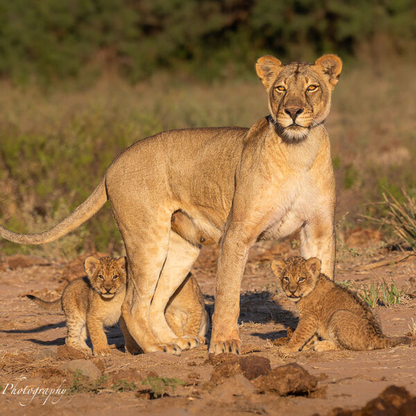 Lioness with 8 week old Lion Cubs