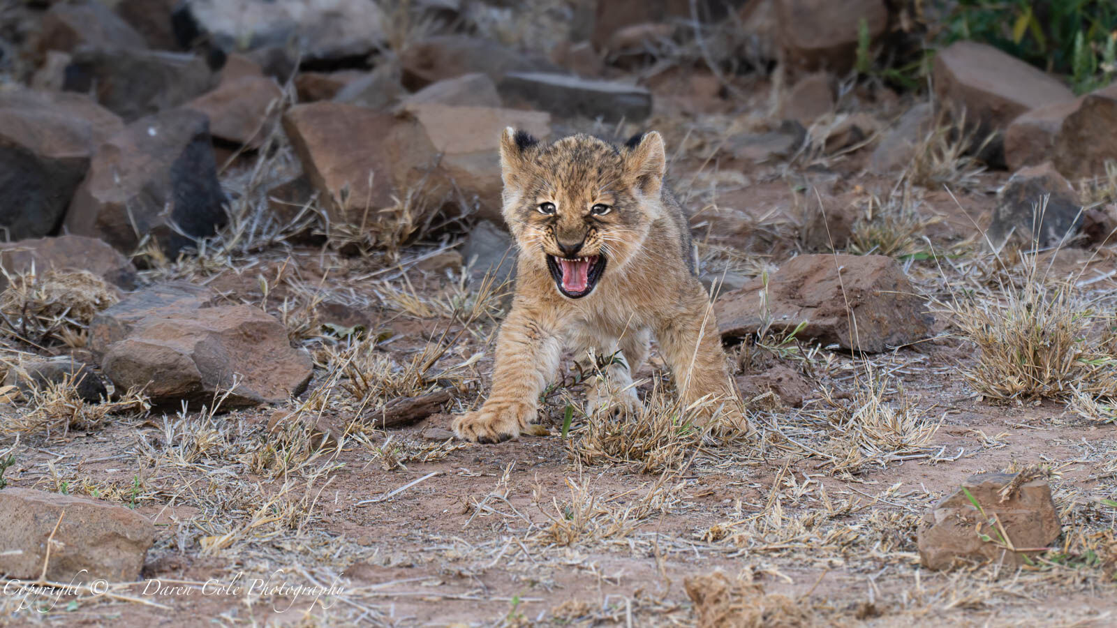 8 week old Lion Cub