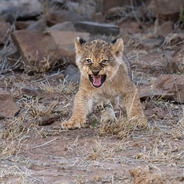 8 week old Lion Cub