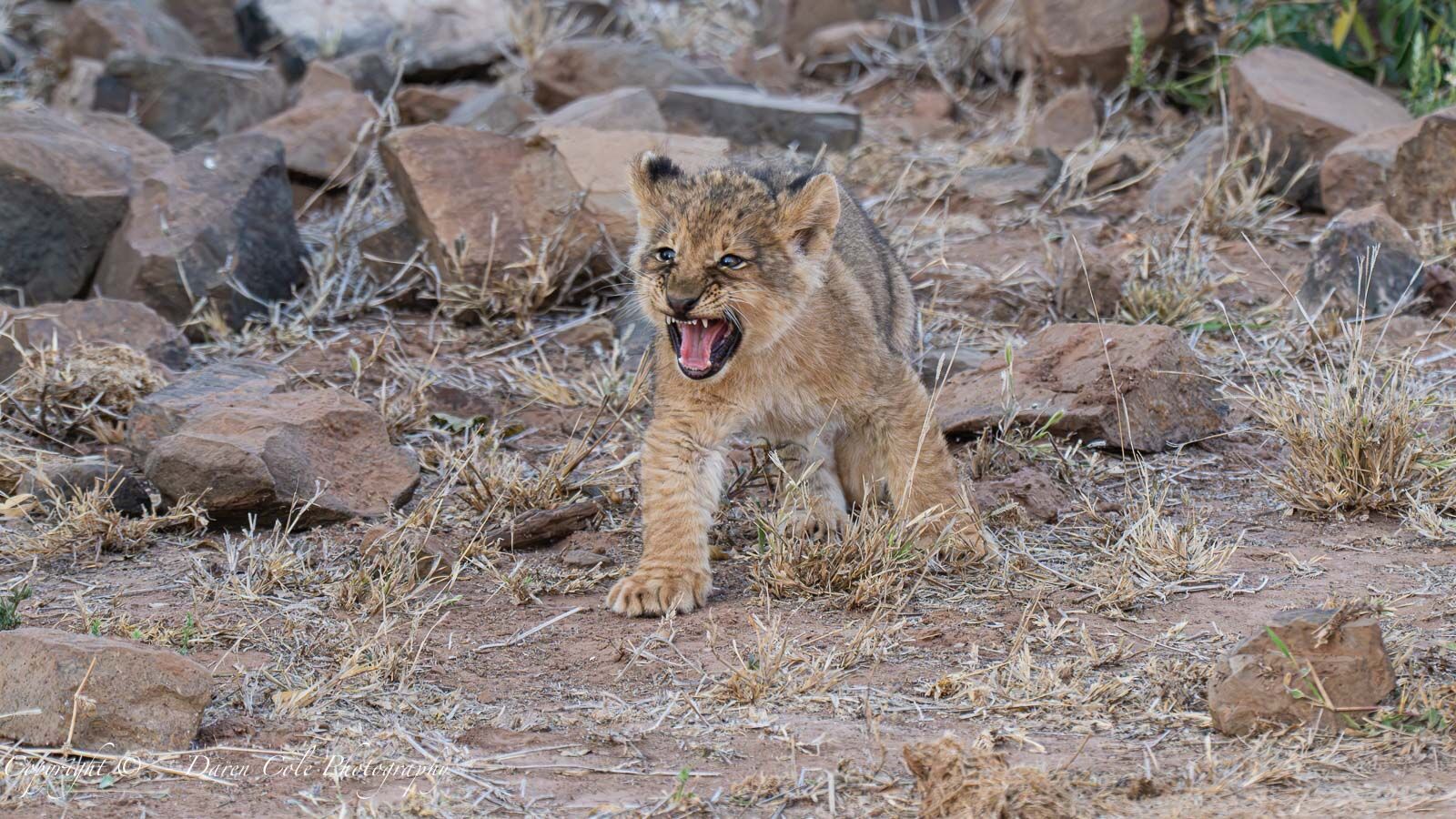 8 week old Lion Cub
