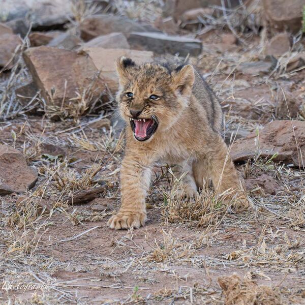 8 week old Lion Cub
