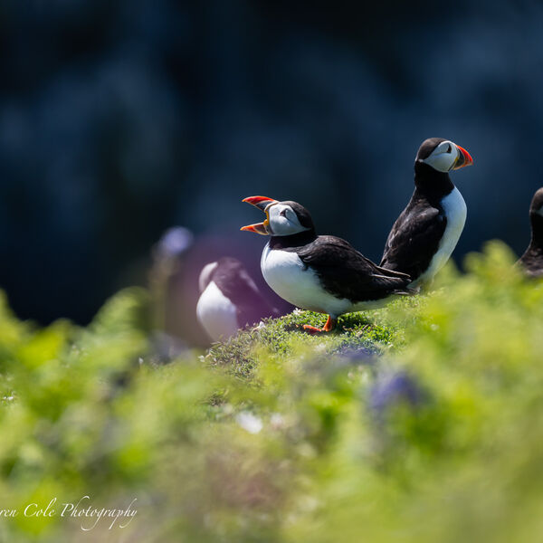 Puffins in Pink and Blue flowers