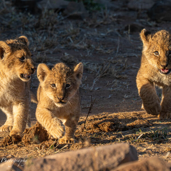 8 week old Lion Cubs