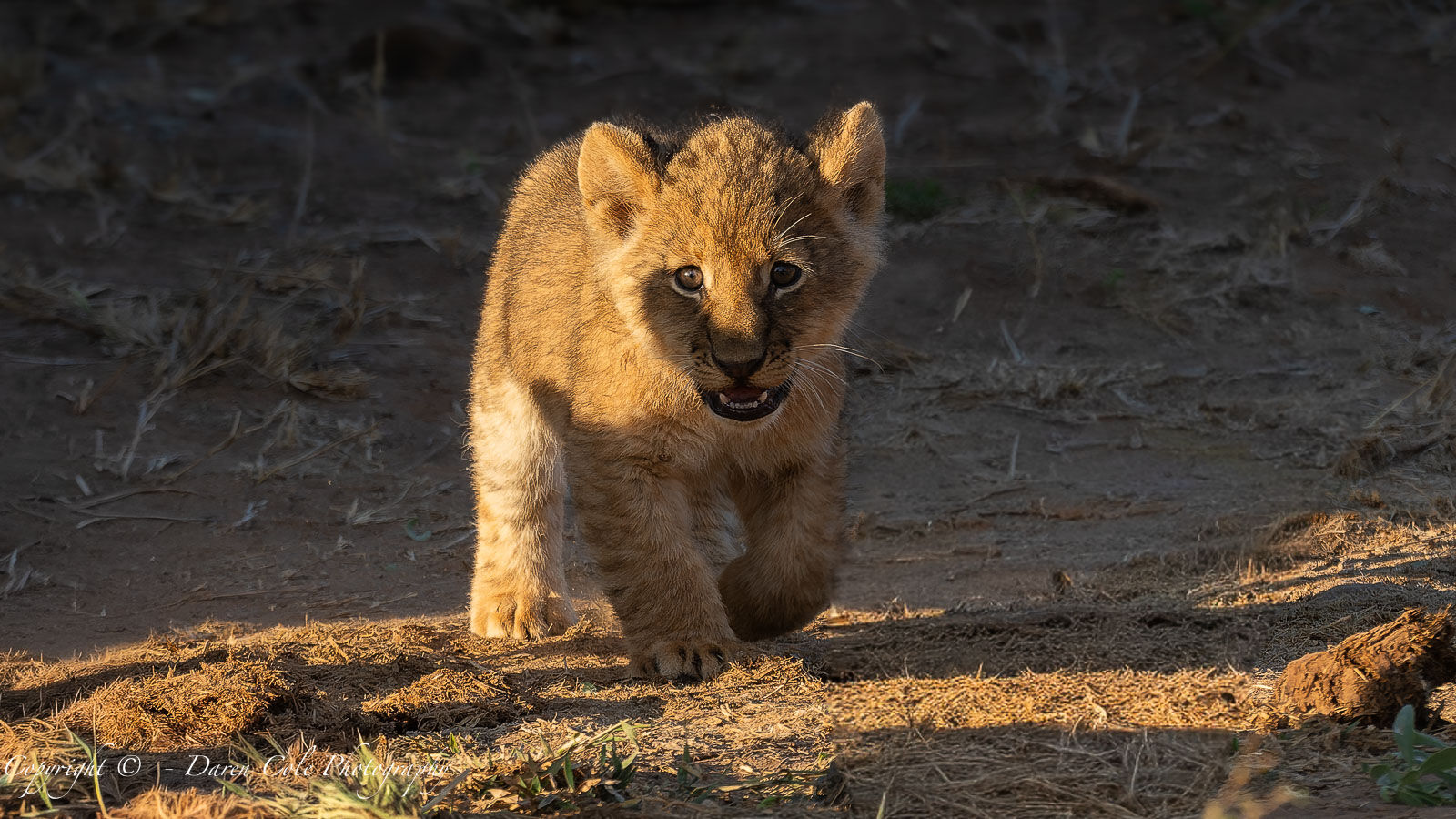 8 week old Lion Cub