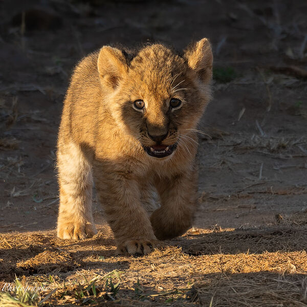 8 week old Lion Cub