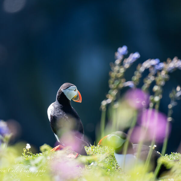 Puffin in Pink and Blue flowers