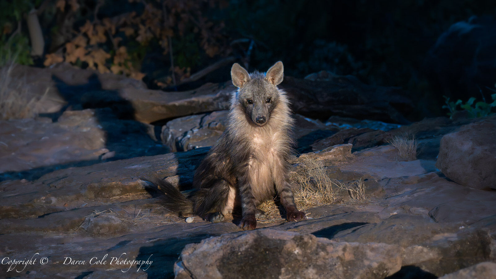Brown Hyena