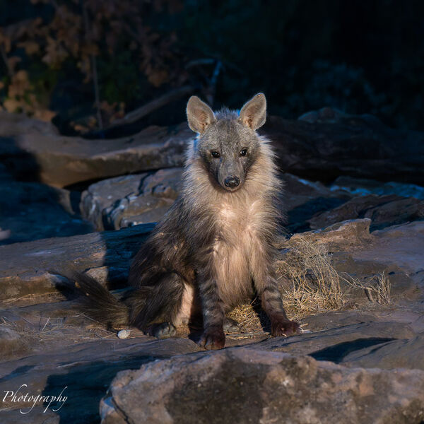 Brown Hyena