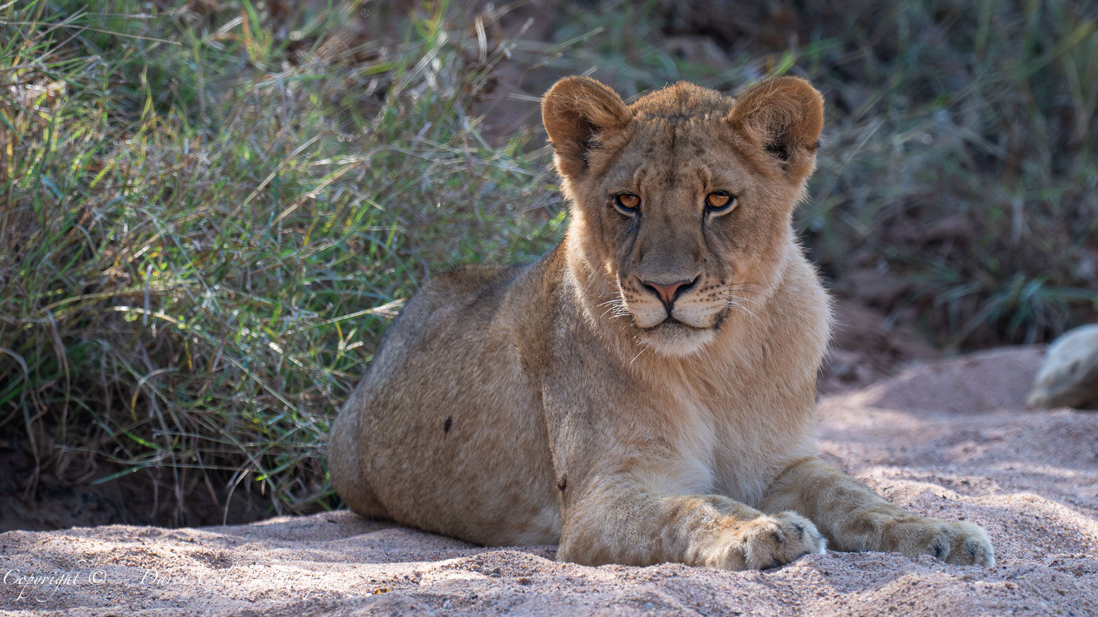 Lion
