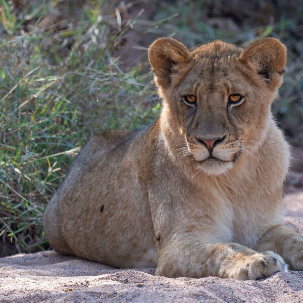 Lion