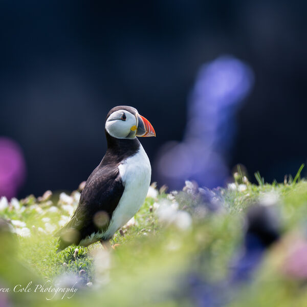Puffin in Pink and Blue flowers
