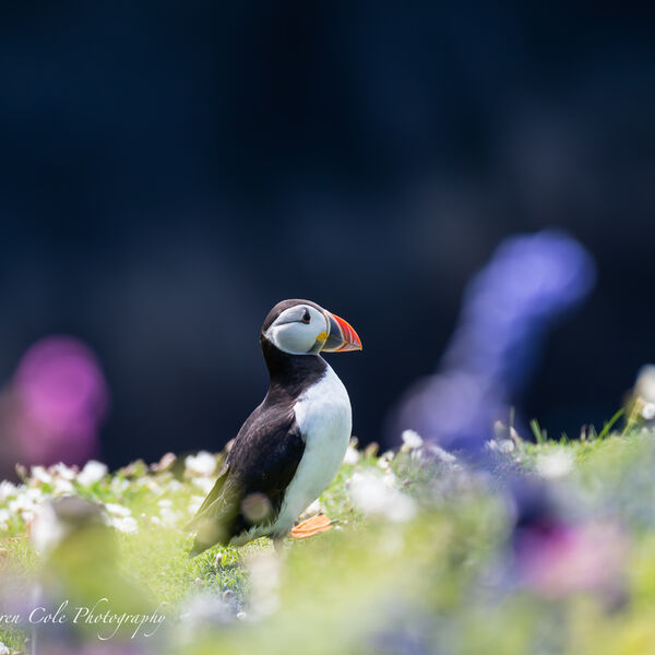Puffin in Pink and Purple flowers