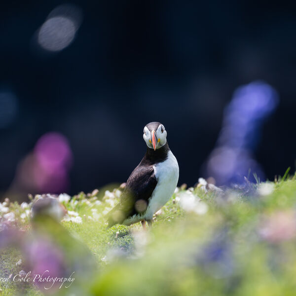 Puffins in Pink and Blue flowers