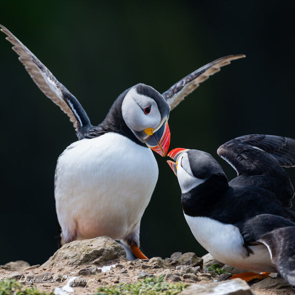 Puffins