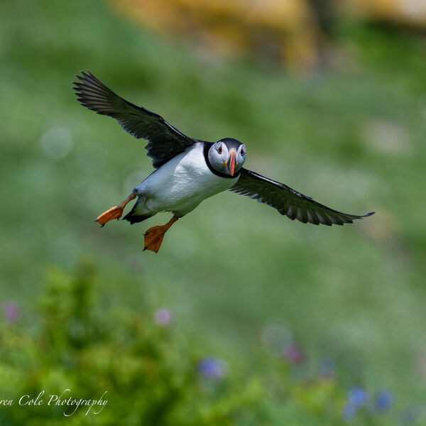 Puffin gliding