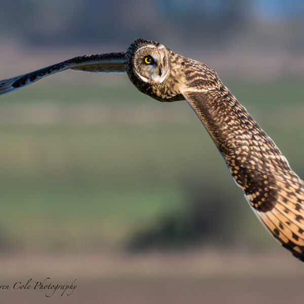 Short Eared Owl - head looking to the side as if distracted by something wings just below horizontal showing off it's beatiful markings