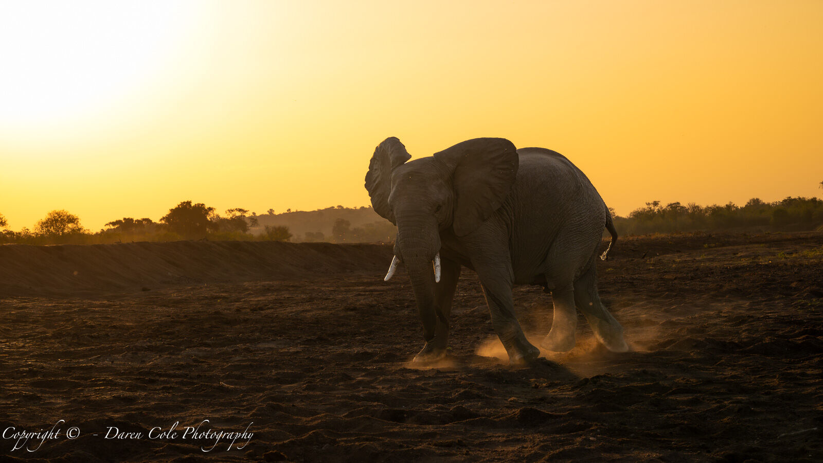 Elephant kicking up dust in Sunset
