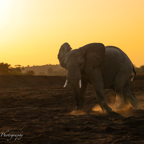 Elephant kicking up dust in Sunset