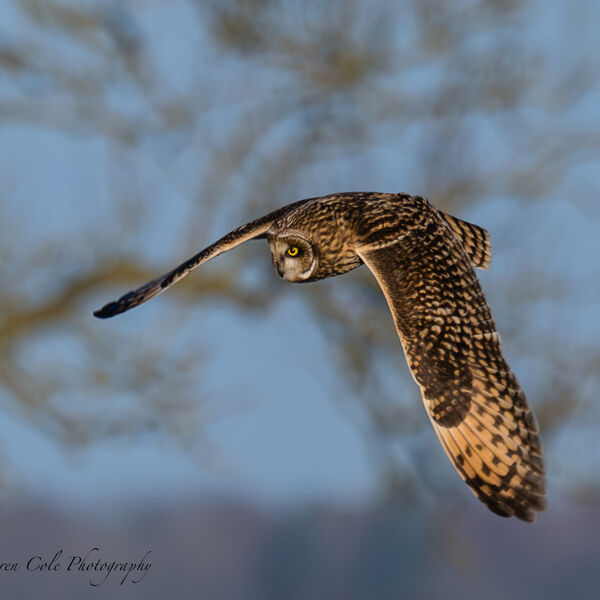 Short Eared Owl - swooping down homing in on its prey, wings down with the beautiful brown and orange markings clearly visible, with bright yellow eyes fixed on the target. Blue sky in the background with tree shadows.