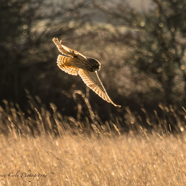 Short Eared Owl - with backlit wings, almost translucent in the late evening sun, grass glistening and dark tree shadow in the background