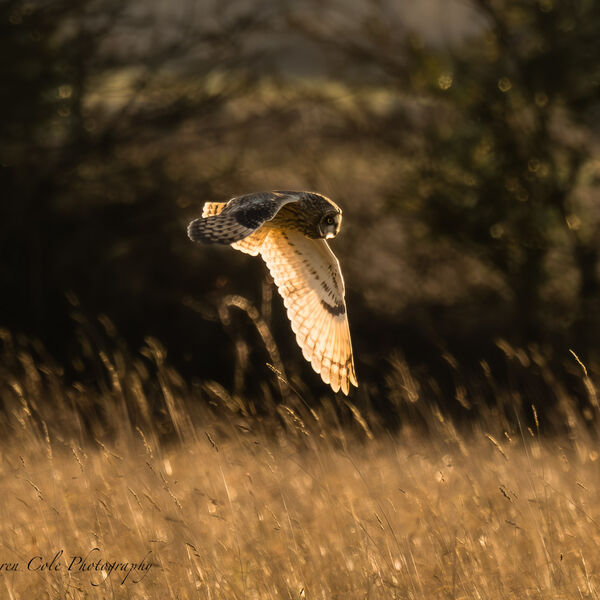 Short Eared Owl - with backlit wings, almost translucent in the late evening sun, grass glistening and dark tree shadow in the background