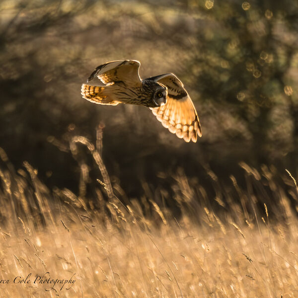 Short Eared Owl - with backlit wings, almost translucent in the late evening sun, grass glistening and dark tree shadow in the background