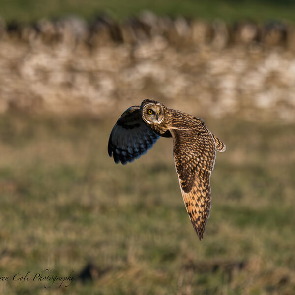 Short-Eared Owl hunting over grassland iwith dry stone wall in background