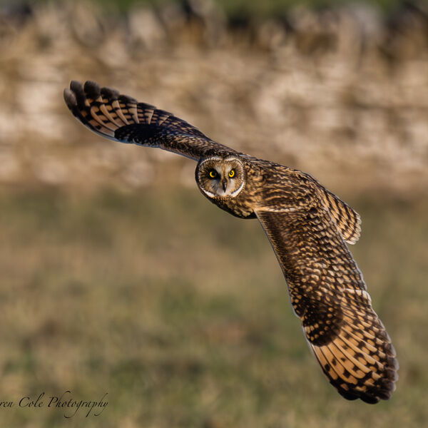 Short Eared Owl - head crooked round as it flys past as something has grabbed its attention.