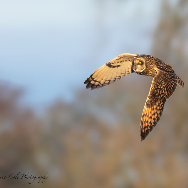 Short Eared Owl -