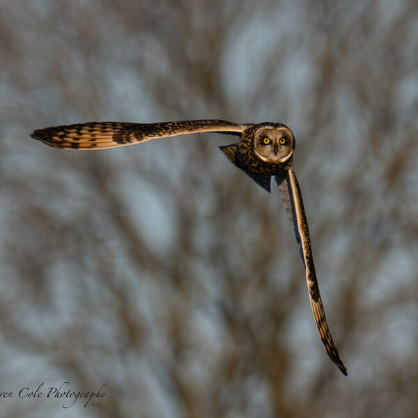 Short Eared Owl - bright yellow eyes wings at 90 degrees looking straight at the camera