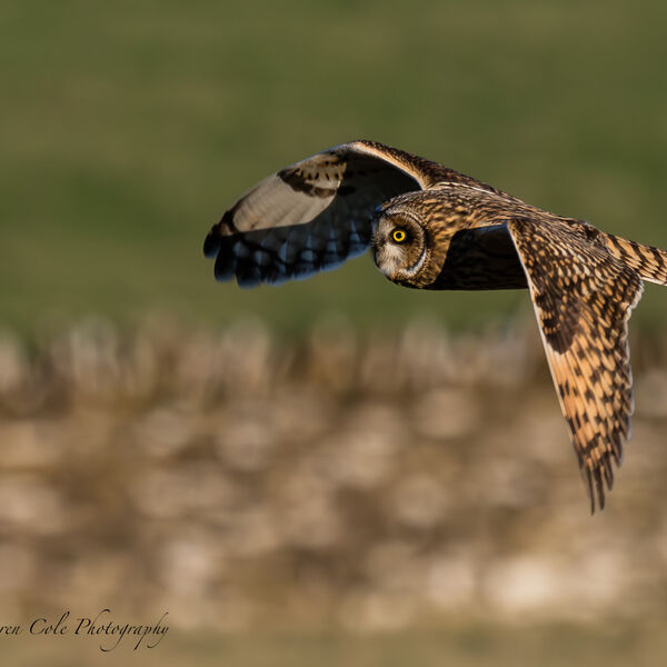 Short Eared Owl