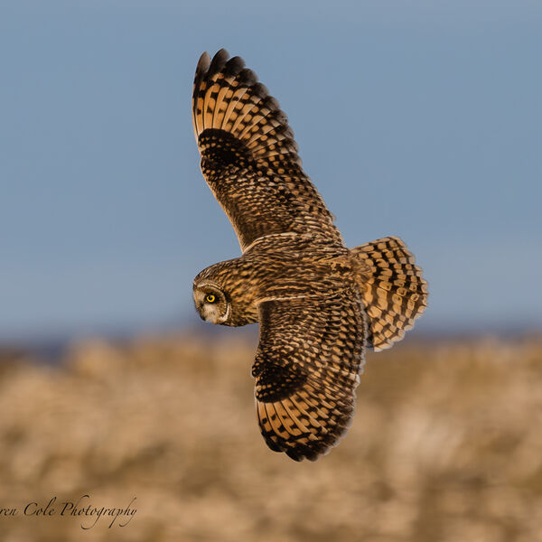 Short Eared Owl - wings spread in a banking turn revealing the vibrant and beautiful markings of dark brown orange and on it's feathers
