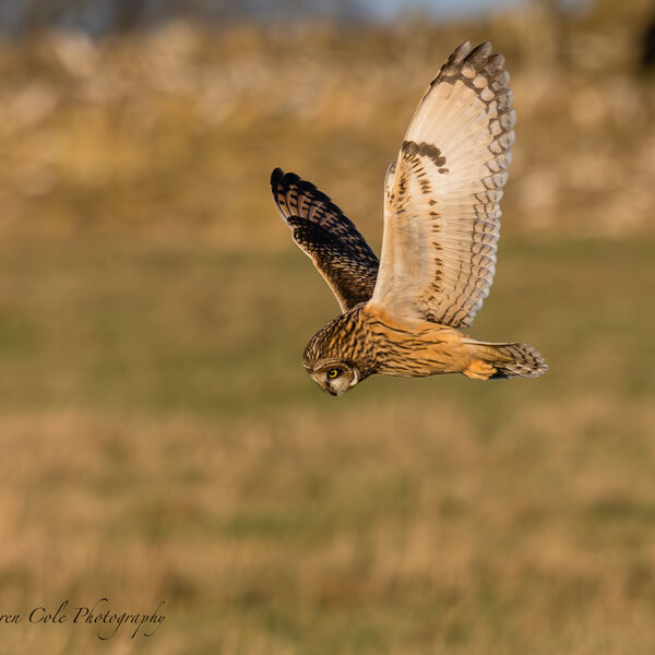 Short Eared Owl - Hovering over prey in golden light