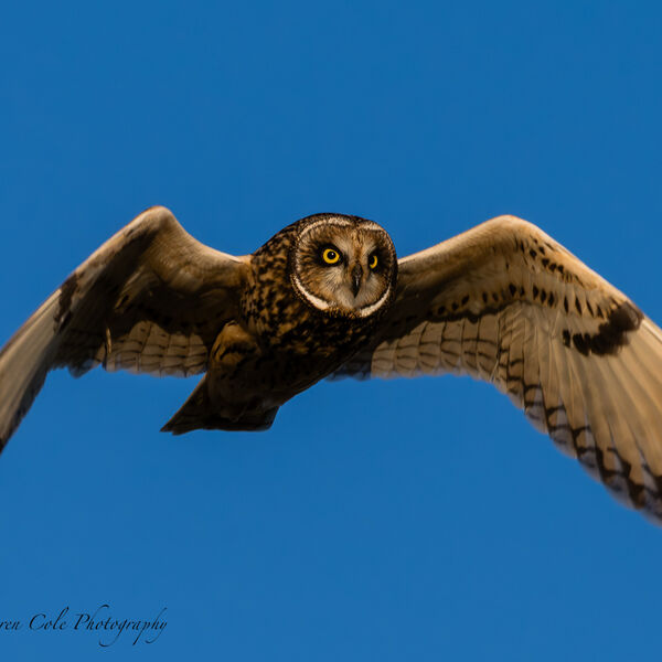 Short Eared Owl with bright yellow eyesin golden light, flys overhead, clear blue sky