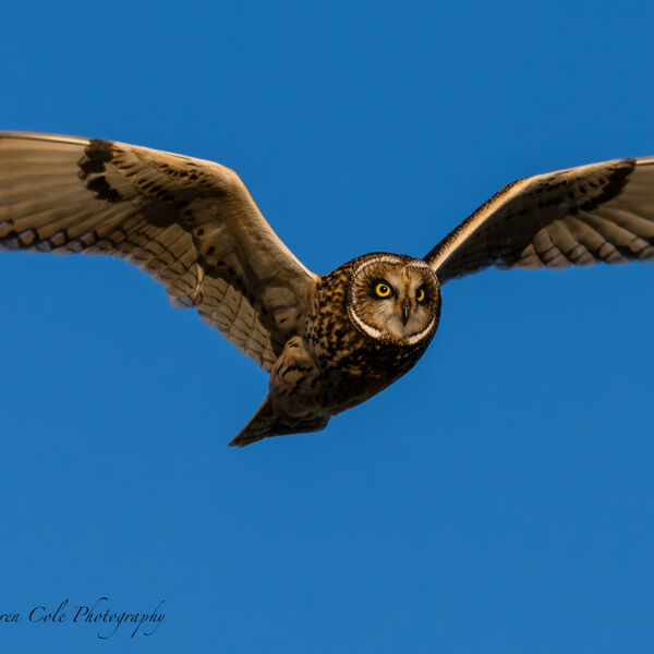 Short Eared Owl with bright yellow eyesin golden light, flys overhead, clear blue sky