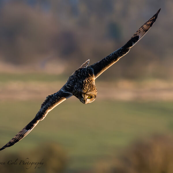 Short-Eared Owl hunting, looks to have just spotted it's prey on the ground