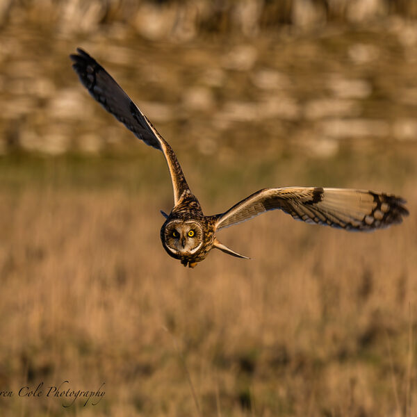 Short-Eared Owl in flight - hunting over grassland in evening sunset light wings raised, looking straight at the camera with bright yellow eyes.