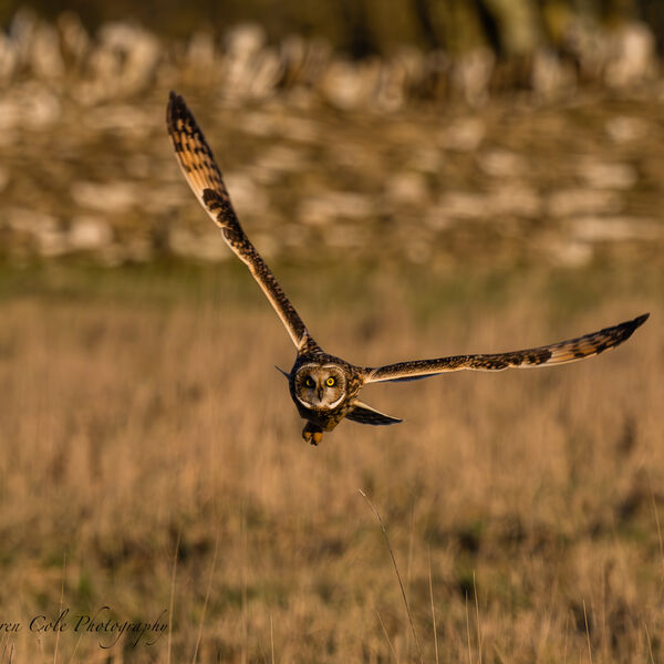 Short-Eared Owl in flight - hunting over grassland in evening sunset light wings raised, looking straight at the camera with bright yellow eyes.