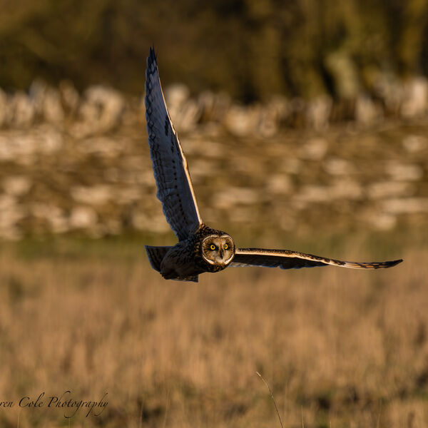 Short-Eared Owl in flight - hunting over grassland in evening sunset light wings raised, looking straight at the camera with bright yellow eyes.