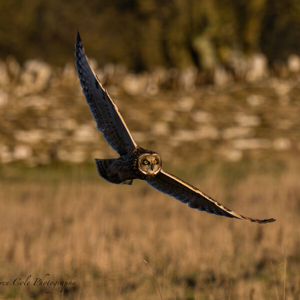 Short-Eared Owl in flight - hunting over grassland in evening sunset light wings raised, dry stone wall in the background